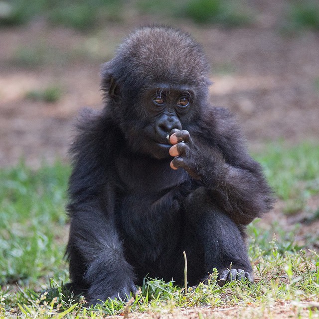 baby gorilla