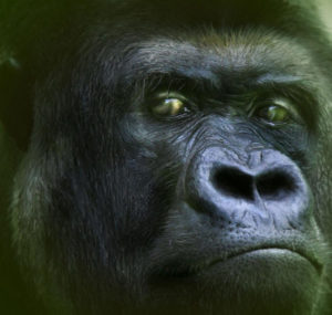 close up of a gorilla