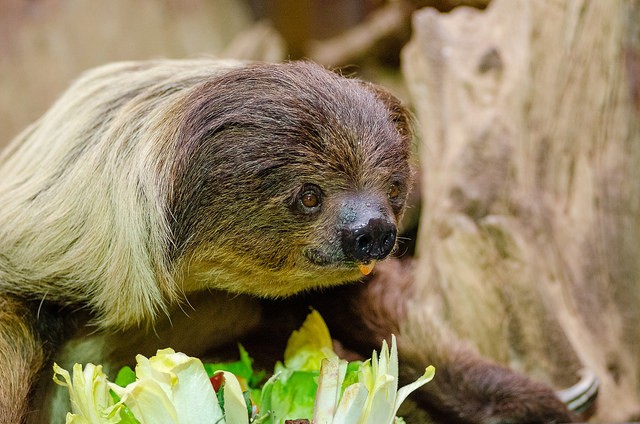 International Sloth Day