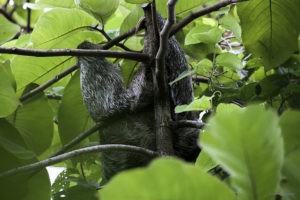 International Sloth Day